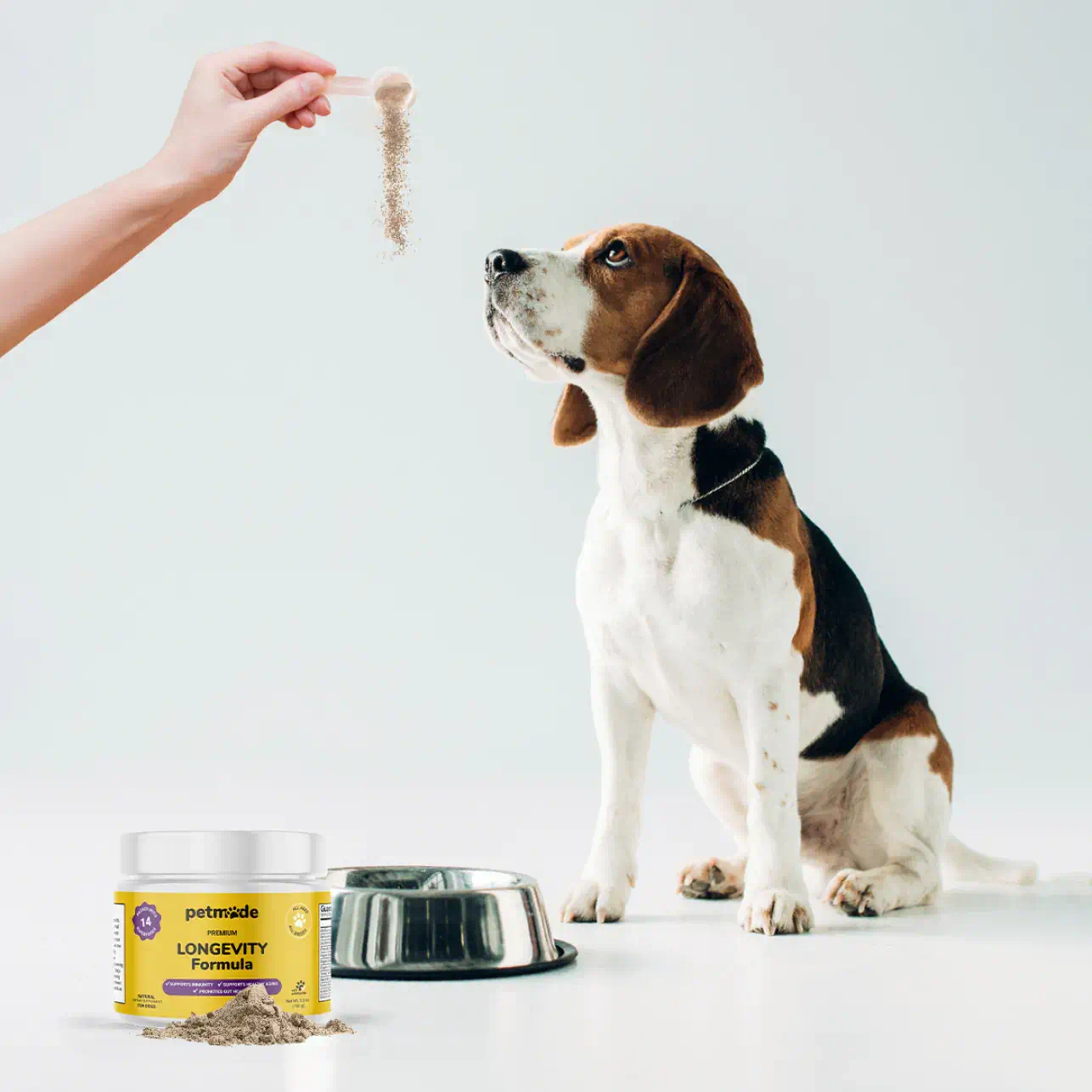 A beagle dog looking attentively at a scoop held by a person